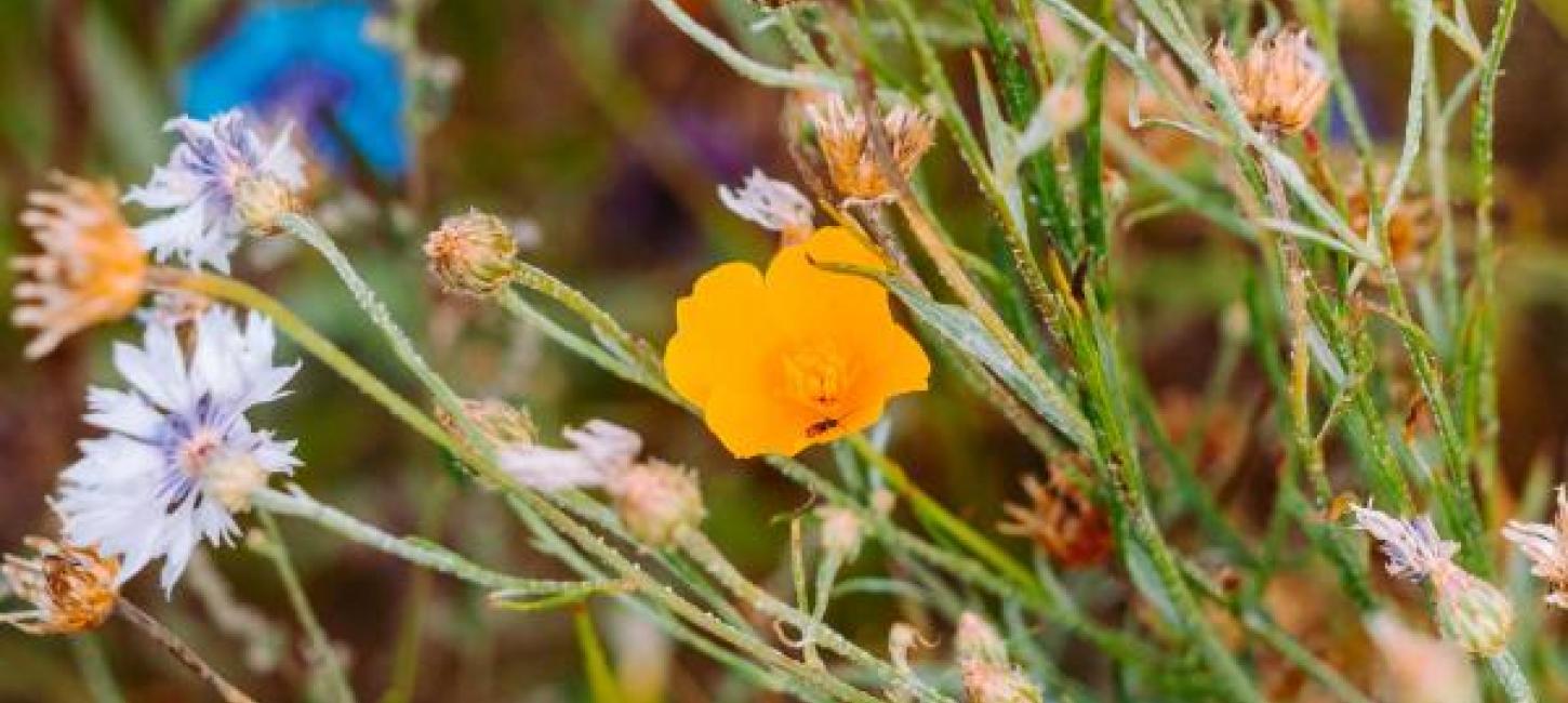 Blomster mark Camøno Møn