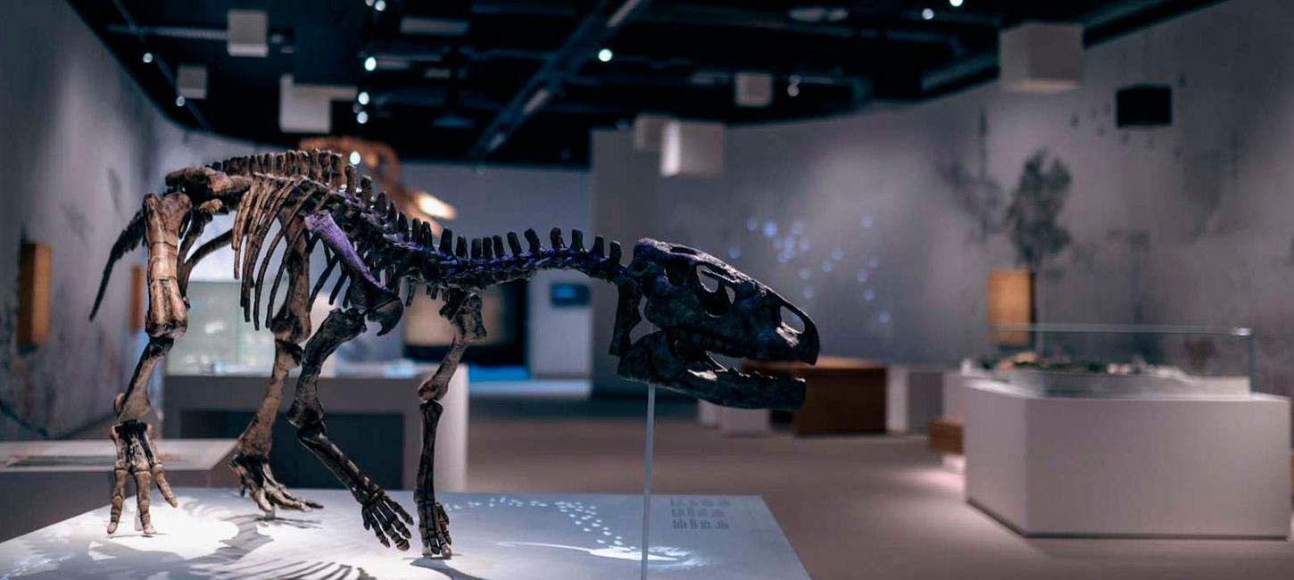 Stevns Klint Experience