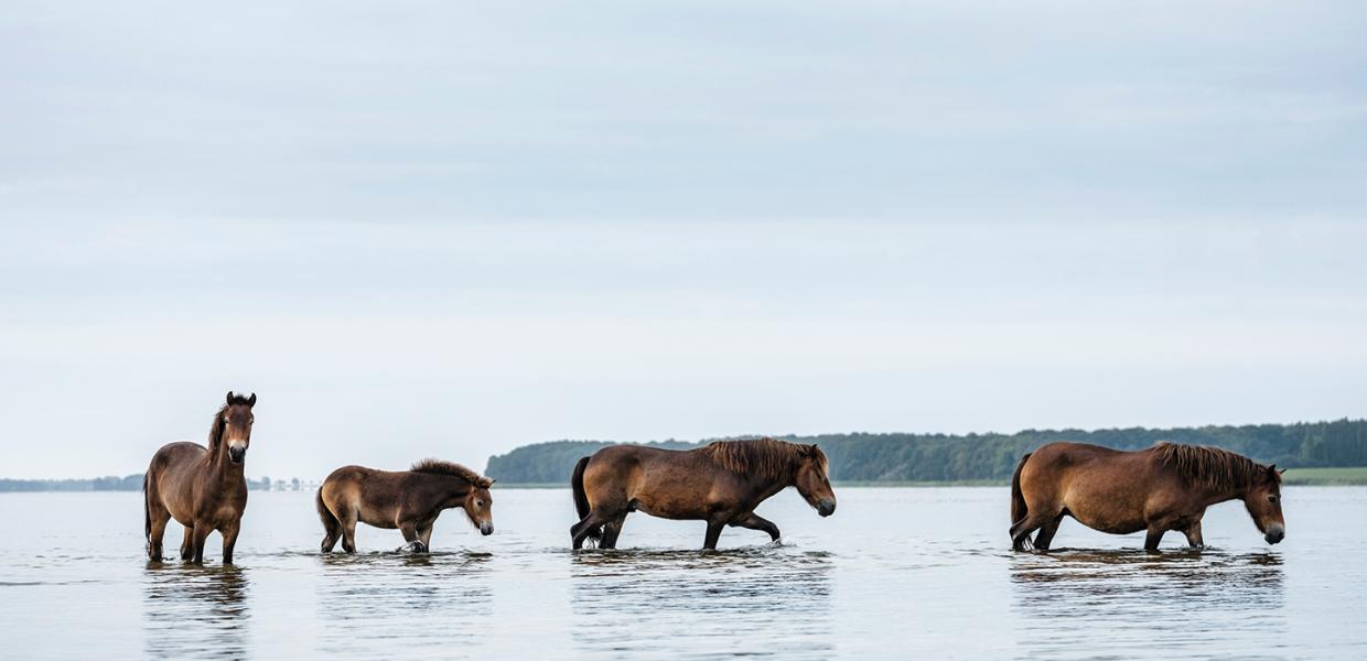 Vilde Heste Sydsjælland og Møn