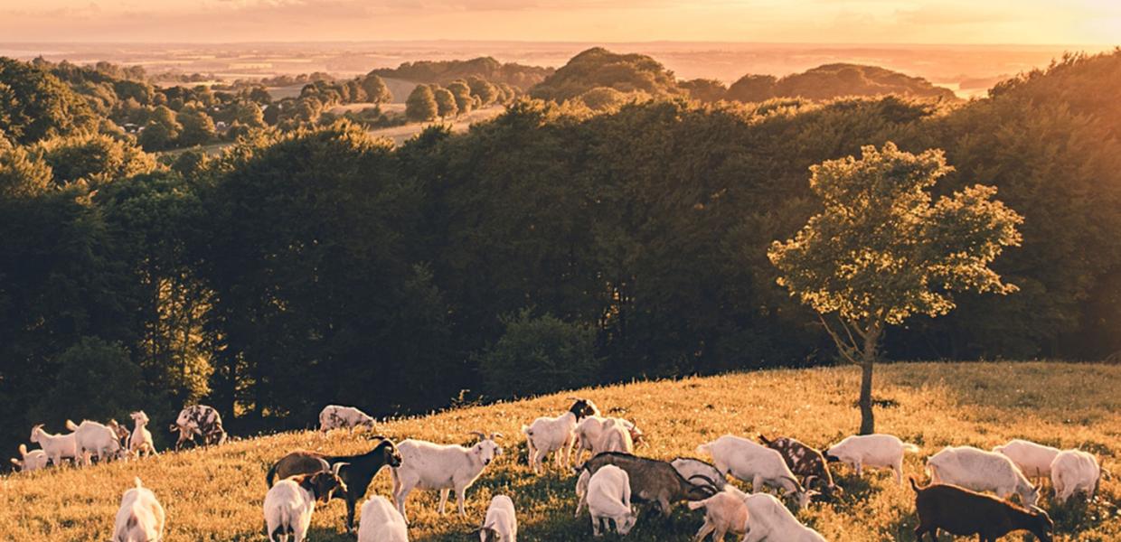 Geder på Aborrebjerg