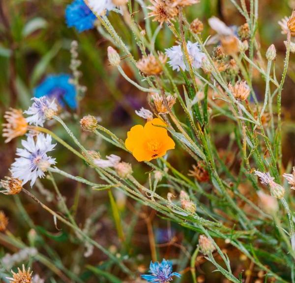 Blomster mark Camøno Møn