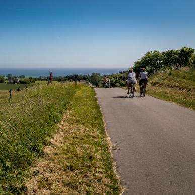 Cyklister og køer på Møn