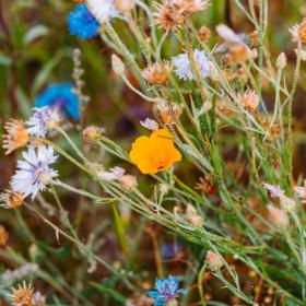 Blomster mark Camøno Møn