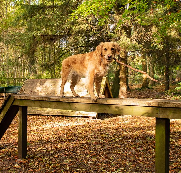 Hund Sydsjælland og Møn